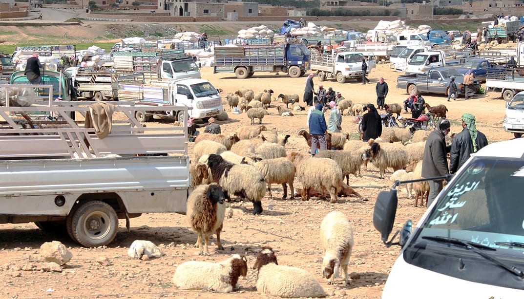 مع اقتراب عيد الأضحى: داعش يفرض ضرائب على بيع وشراء الماشية