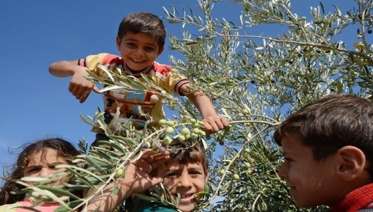 إدلب .. موسم زيتون خيّر ينتظر القطاف