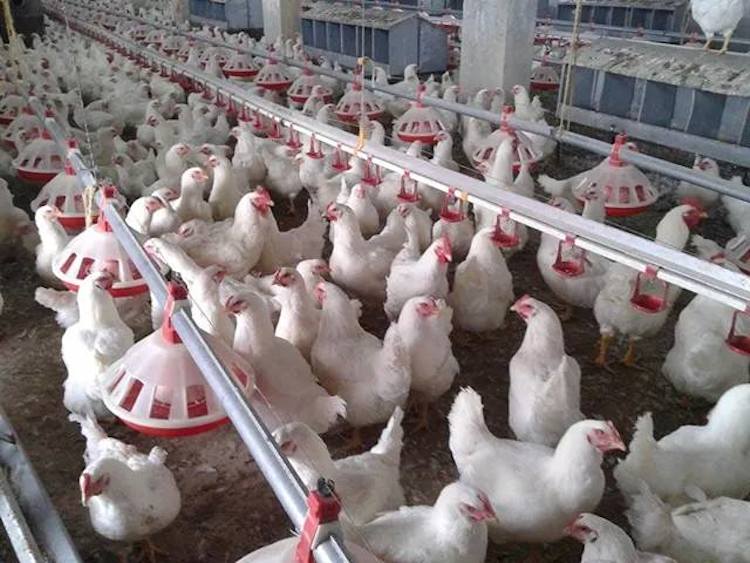 خسائر قطاع الدواجن 10 مليارات ليرة منذ بدء الصراع السوري