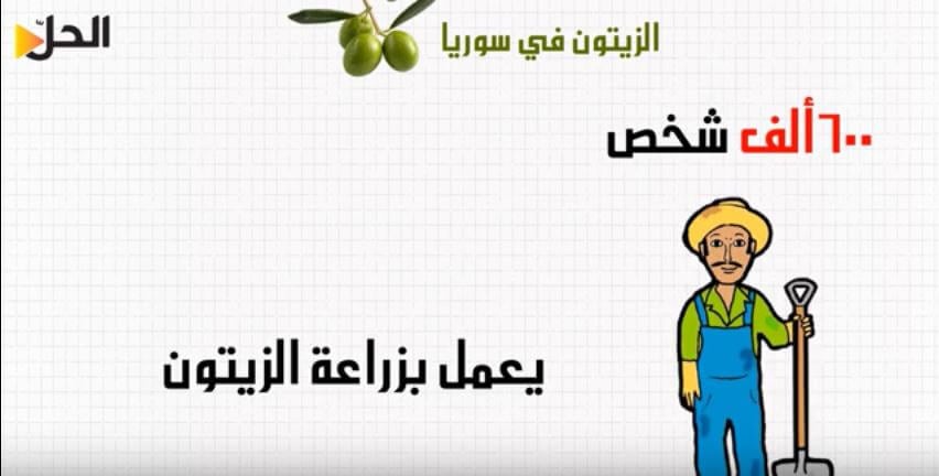 90 مليون شجرة زيتون في وجه الحرب