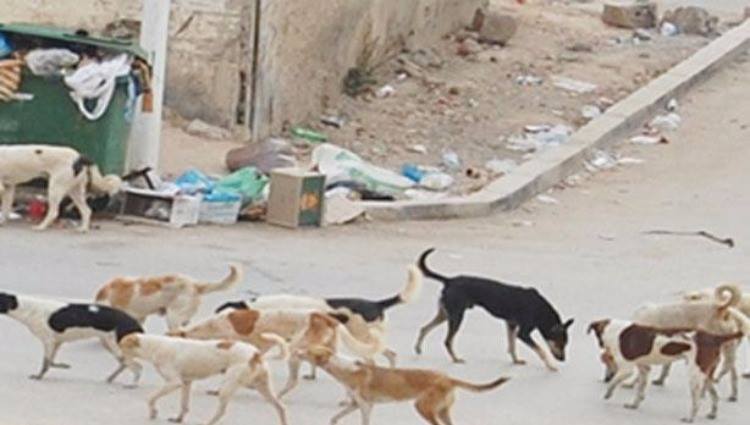 الكلاب المسعورة تهدد أهالي ريف دير الزور وتعض 13 عنصراً من داعش