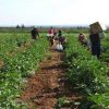 قرار بإعفاء الصادرات الزراعية السورية من الرسوم الجمركية