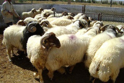 وزارة الزراعة تتريث بموضوع طلب التجار بتصدير 60 ألف رأس غنم