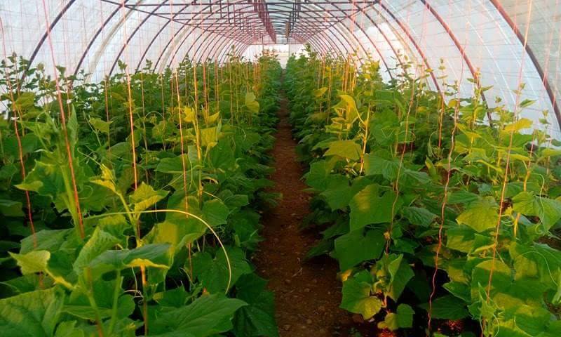 الزراعة المحمية في منطقة الجزيرة لتحقيق الاكتفاء الذاتي