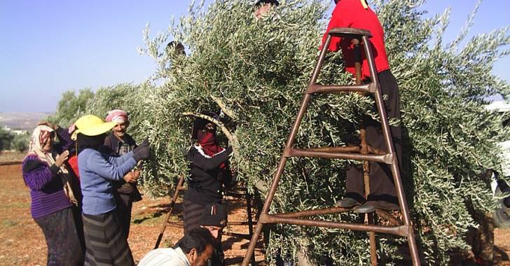 إنتاج درعا يتراجع من الزيتو لنحو 26 ألف طن