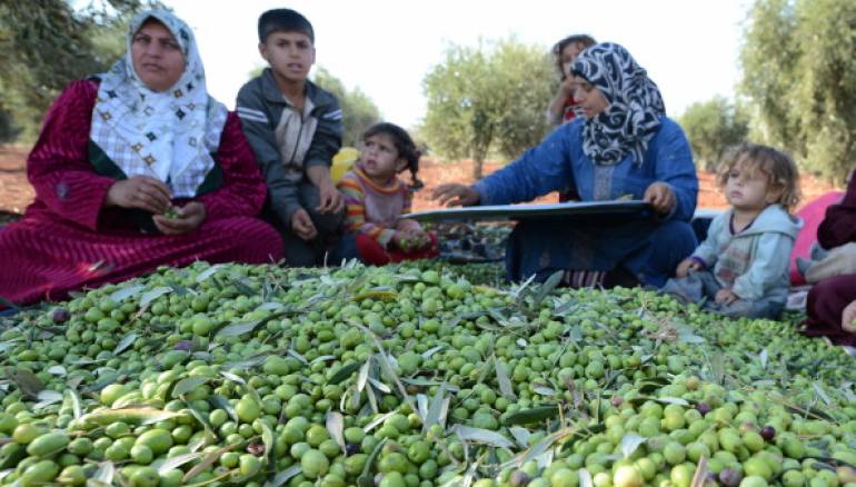 انخفاض إنتاج زيت الزيتون في إدلب حوالي 75% العام الحالي