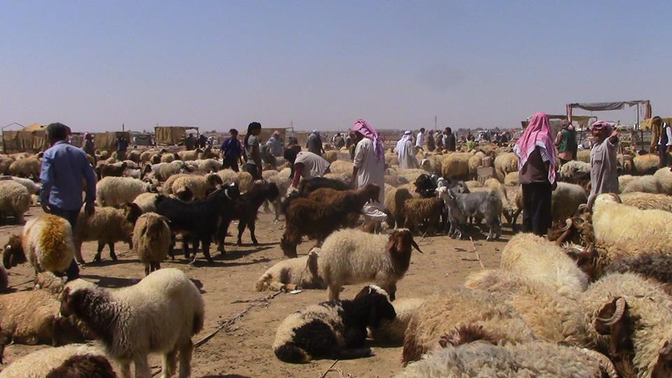 القامشلي : ارتفاع أسعار اللحوم بعد عودة التصدير إلى اقليم كردستان