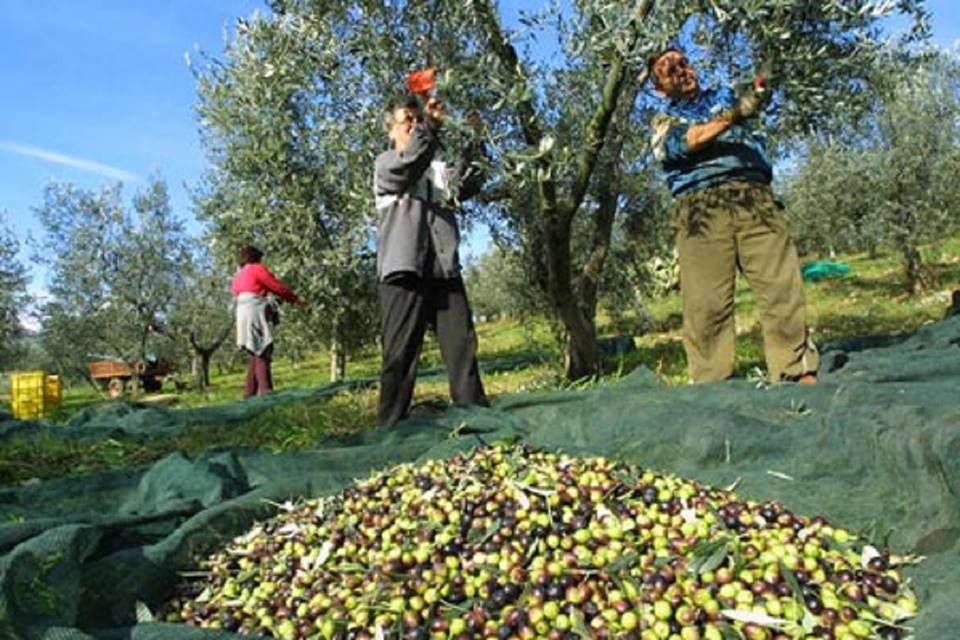 بدأ موسم قطاف الزيتون في إدلب وانخفاض في الإنتاج بنسبة 90%