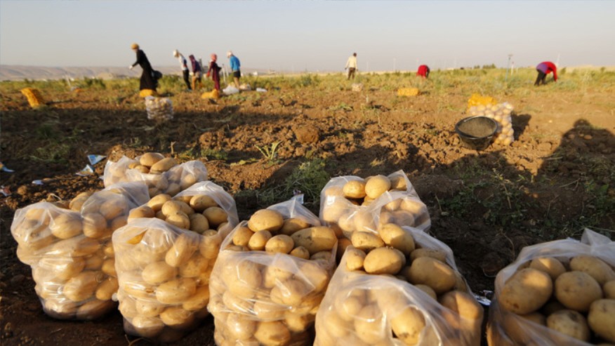 ريف دمشق كانت تنتج 85% من البطاطا السورية.. وسعر الكيلو يقفز من 15 إلى 350 ليرة