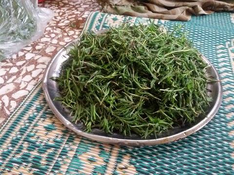 نساء يجبن الجبال بحثاً عن الأعشاب.. تجارب من ريف اللاذقية
