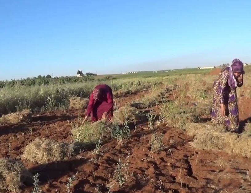 حماة: قصف النظام يعيق المزارعين عن جني محصولهم