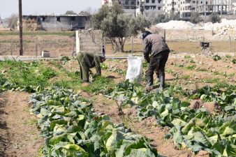 الخضار بأسعار جديدة .. والقطاع الزراعي أمام مخاطر كبيرة في الغوطة الشرقية