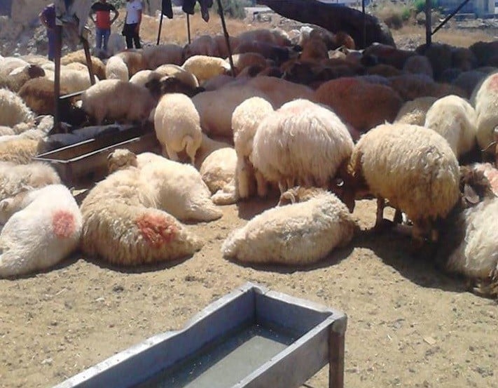 أضحى بلا أضاحي .. الخروف بـ 110 والعجل بنصف مليون