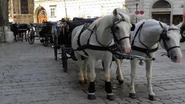 عطلة رسمية للخيول في فيينا