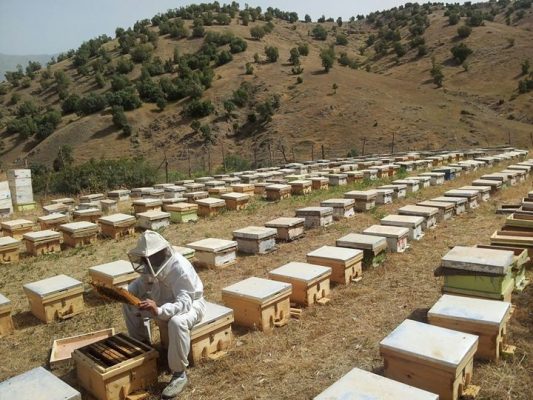 وزارة الزراعة في حكومة النظام : “إنتاج العسل في سوريا انخفض إلى أكثر من 60%”