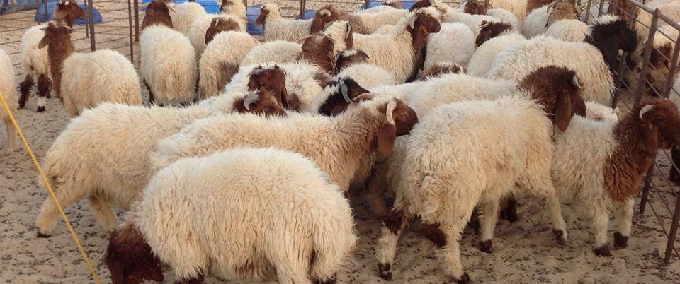 حماة: مربو المواشي في جبل شحشبو يشتكون من غلاء الأعلاف وتدني أسعار المنتجات