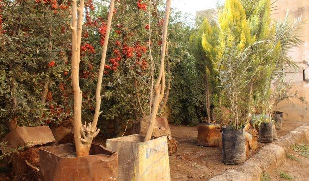 الطبقة: بلدية الشعب تستعد لإطلاق أول حملة تشجير في المدينة