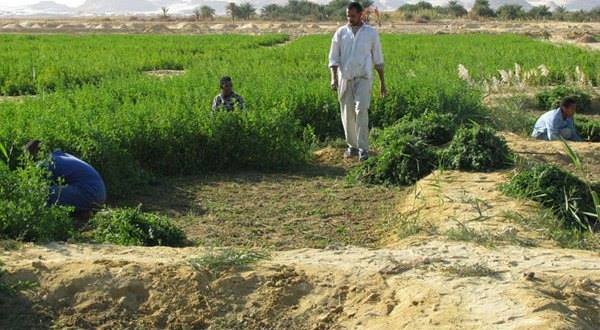 حماة.. تراجع المساحات الزراعية جراء تدني الأمطار وغلاء المحروقات