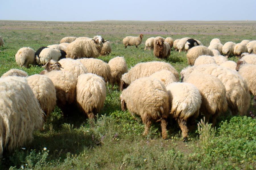 حماة: نفوق عشرات الأغنام وخروج منهل المياه الوحيد عن الخدمة إثر قصف صاروخي على اللطامنة