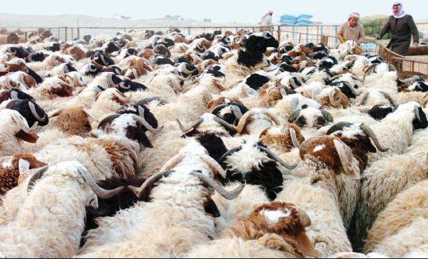 قلة الأمطار ترفع أسعار الأعلاف في مناطق سيطرة “قسد” بريف دير الزور