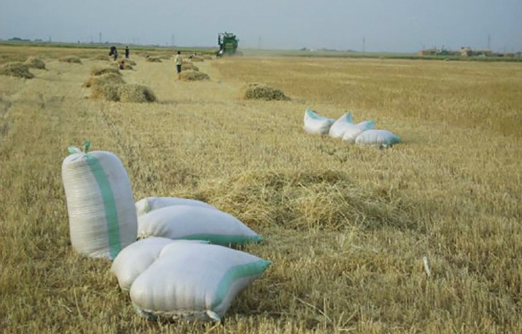 درعا.. مجلس مدني معارض يطالب الحواجز بمنع مرور سيارات القمح باتجاه مناطق النظام