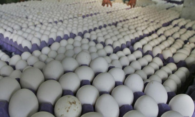 حالات تسمم في القامشلي بسبب “بيض فاسد”
