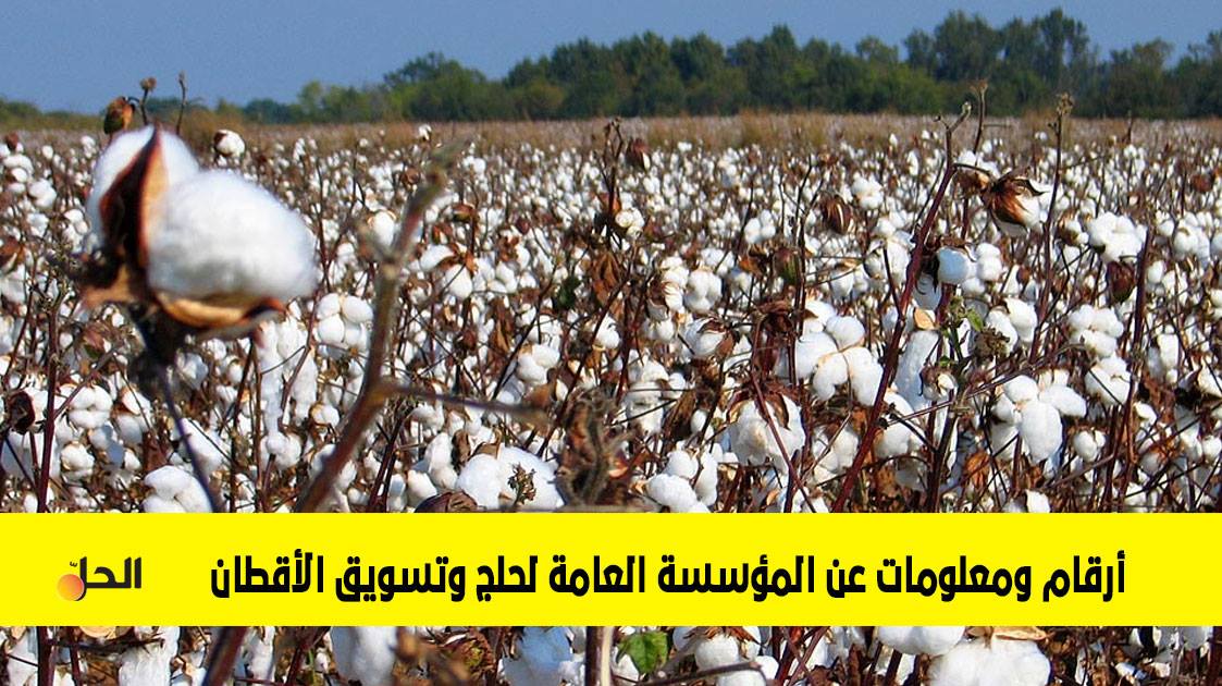 بالأرقام.. خسائر المؤسسة العامة لحلج وتسويق الأقطان في سوريا