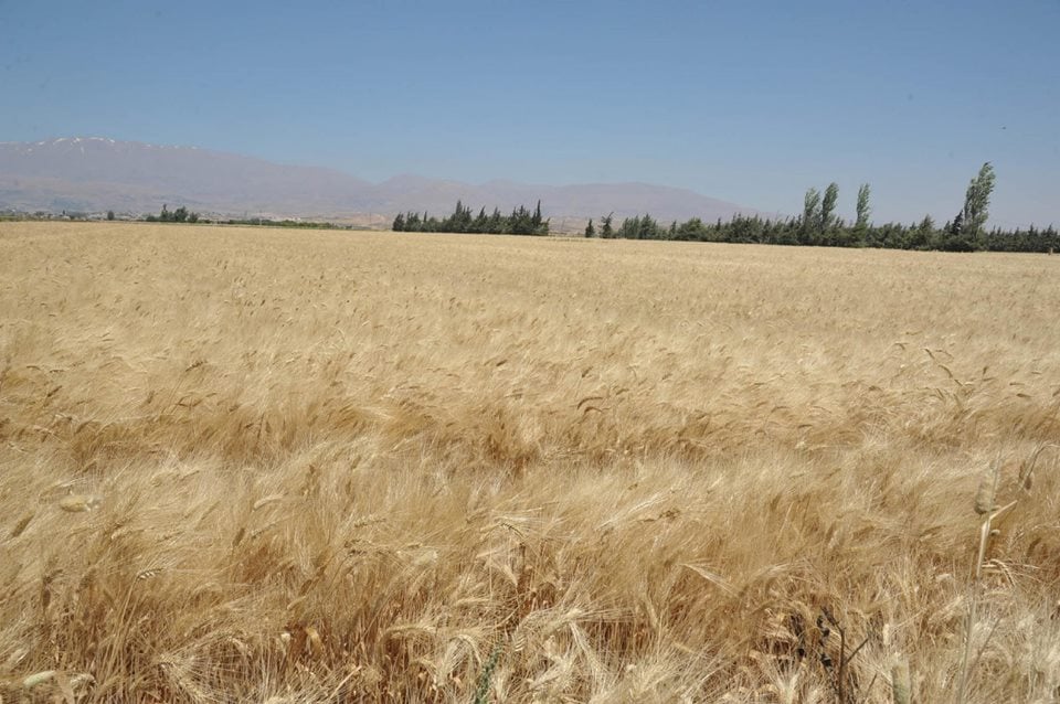 القضاء المعارض في درعا يمنع نقل القمح إلى مناطق النظام
