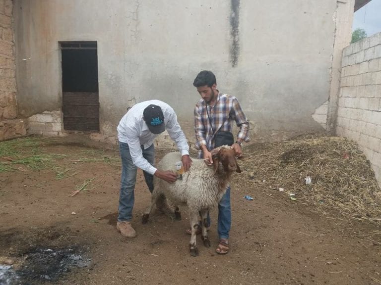 خوفاً على ما تبقى من الثروة الحيوانية.. حملة تلقيح للمواشي في كفر زيتا بريف حماة