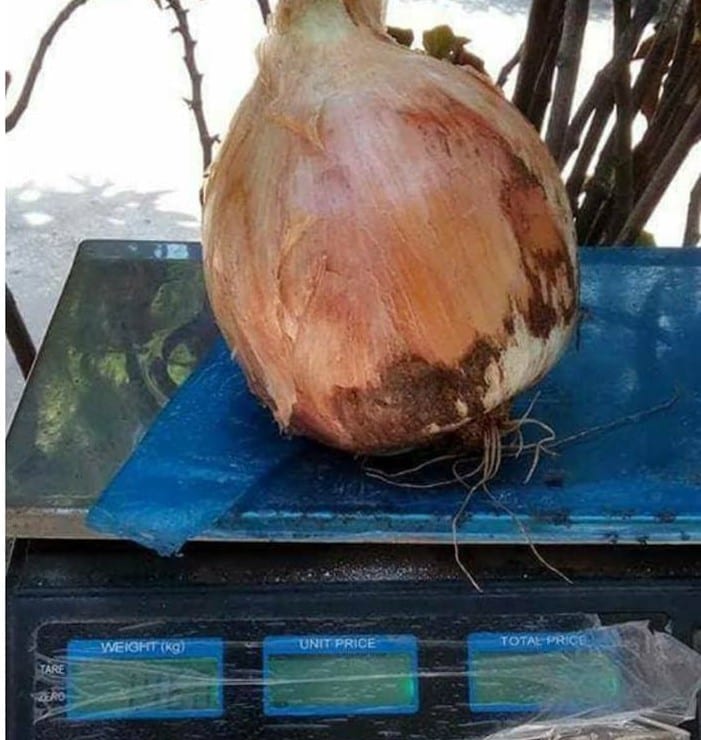 بوزن كيلو ونصف… طرطوس تفتخر بإنتاج أكبر بصلة في الساحل