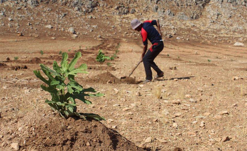ريف حماة.. الجراد يلتهم غراس الأشجار ومخاوف من التصحر