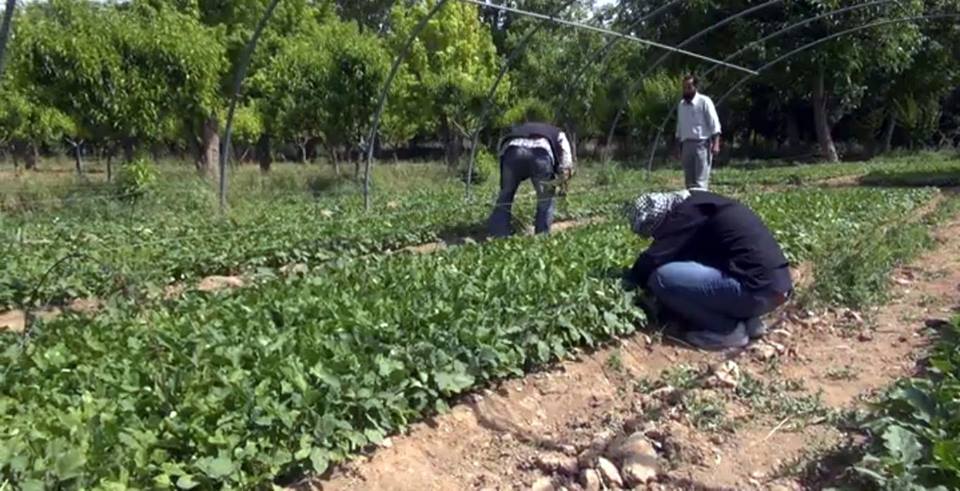 خبير زراعي: الغوطة خزان غذائي ولاعب مهم في تحريك الاقتصاد السوري