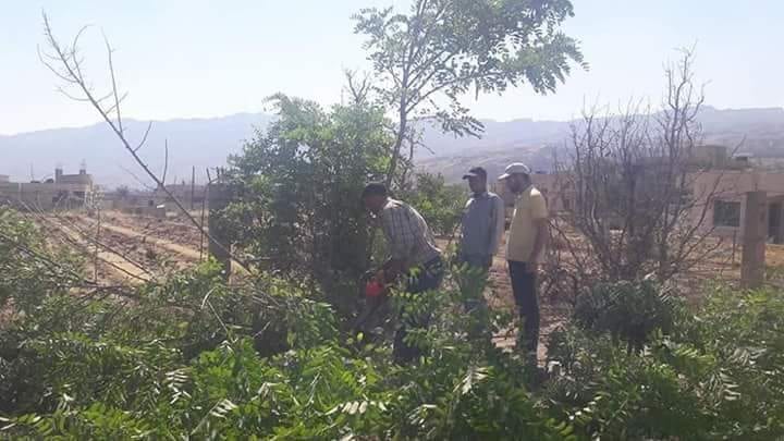 مبادرة اجتماعية دون دعم من النظام: شبان الزبداني يقومون بحملة تطوعية لتنسيق أشجار المدينة وتحسين مظهرها