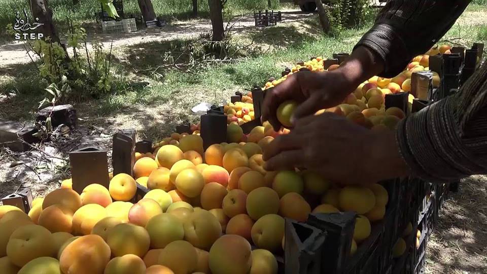 النظام يضيق الخناق على مزارعي الغوطة الشرقية