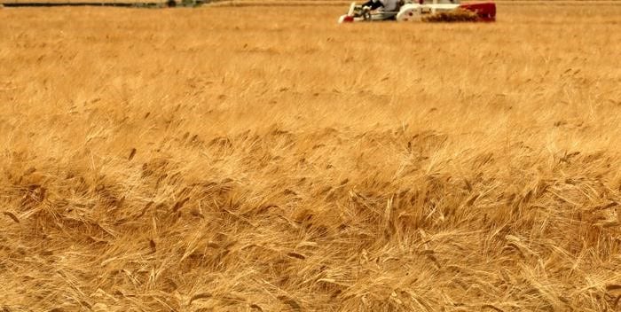 رويترز: مؤسسة الحبوب في حكومة النظام تشتري قمحا بسعر 195 دولارا للطن فقط