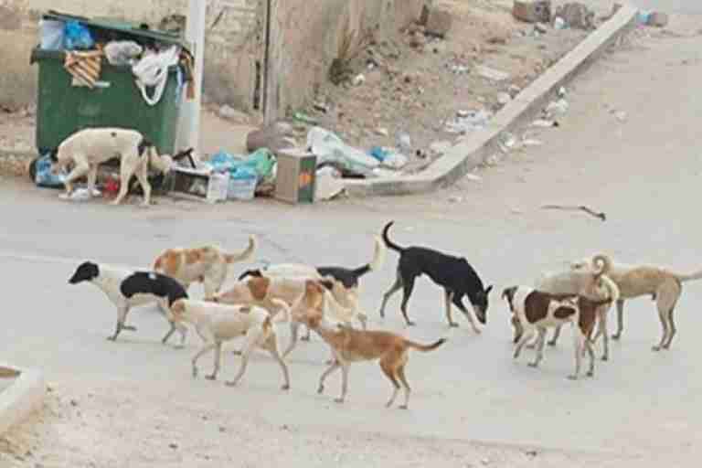 إلى جانب القمامة والجرذان.. الكلاب الشاردة تغزو أحياء اللاذقية