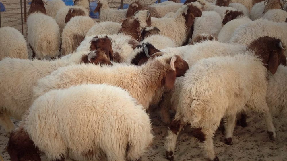 خراف الأضاحي السورية تصل قطر.. وتوقعات بارتفاع أسعارها في سوريا خلال العيد
