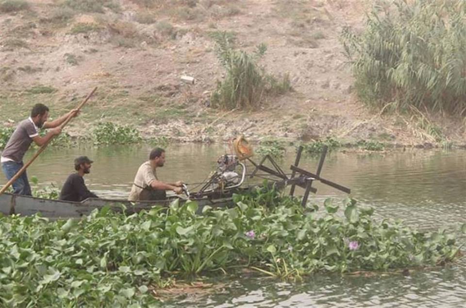 آفة “زهرة النيل” إلى زوال في سهل الغاب بجهود شبان من المنطقة