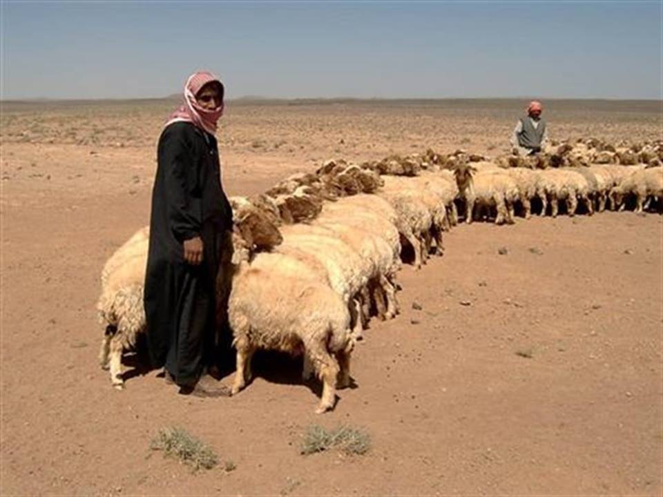 بسبب خلاف على مورد مياه.. قتيلان من رعاة المواشي في أراضي زراعية شمالي حماة