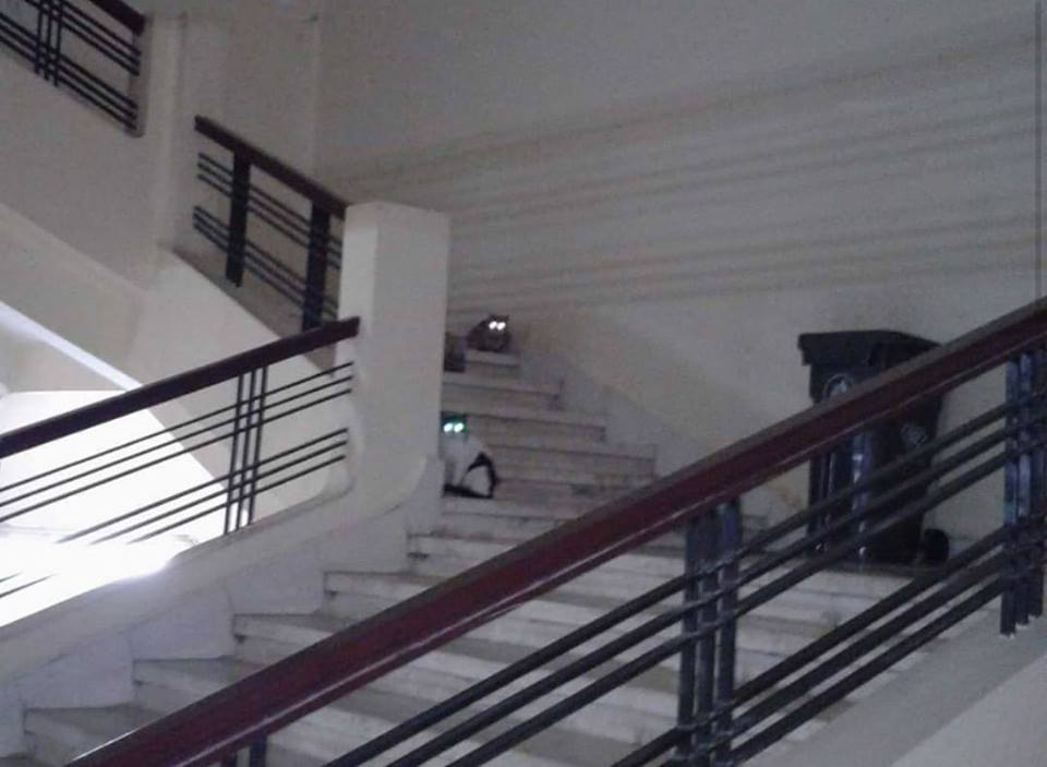 مشفى القدموس بطرطوس يتحول لتجمع قطط