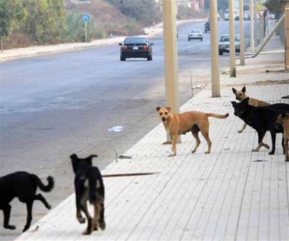 مصل الكلَب شبه مفقود: خوف بحماة من الكلاب الشاردة.. والمحافظة تفضل القتل الوحشي على الرعاية