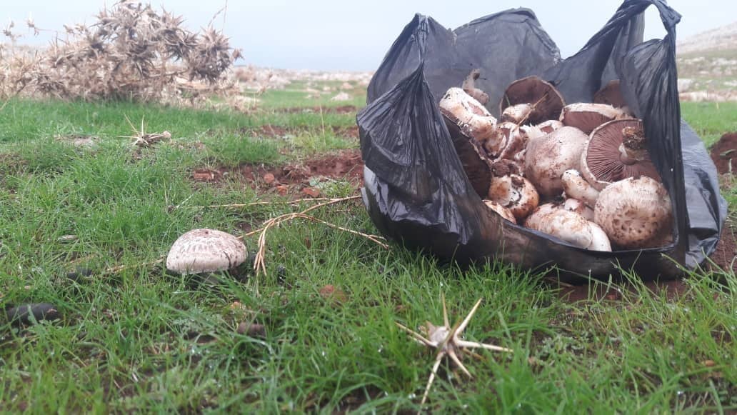 العائلات الفقيرة تلجأ إلى الفِطر بدل اللحوم في جبل شحشبو بريف حماة