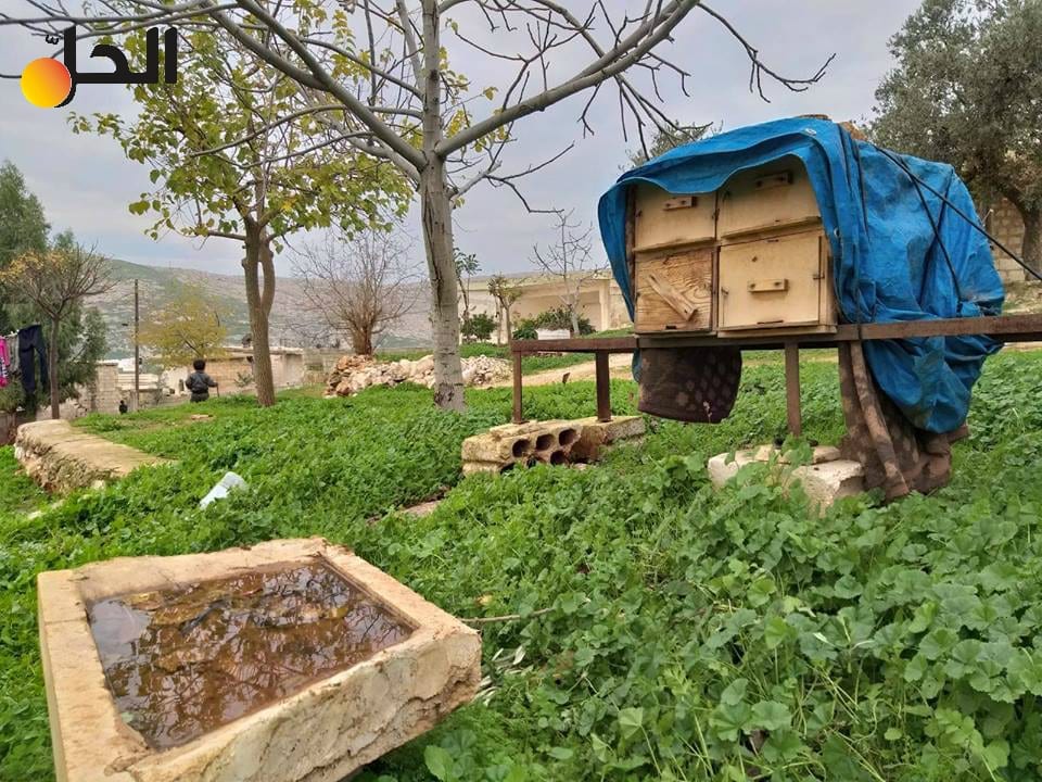 تربية النحل تتراجع في ريف حماة.. والمربون أمام خيارات صعبة