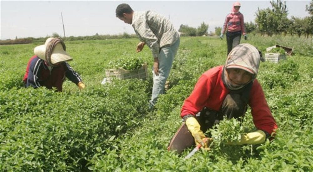 الزراعة بدير الزور.. تعود تدريجياً في مناطق قسد وإلى تدهور في مناطق النظام