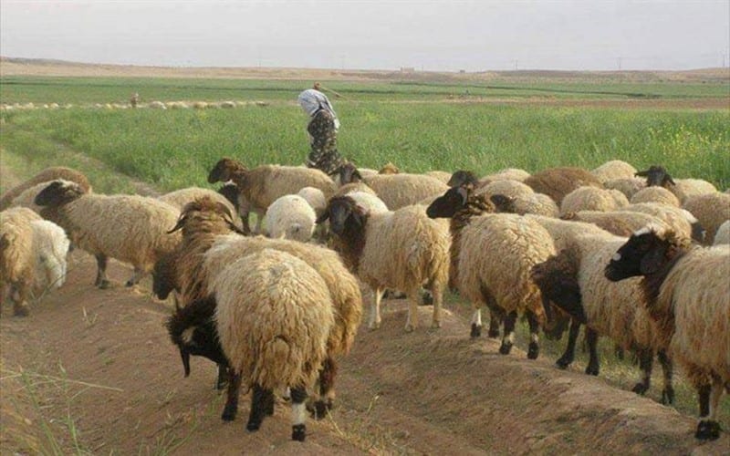 المجلس المحلي لمدينة اعزاز يمنع إخراج المواشي تحت طائلة المحاسبة