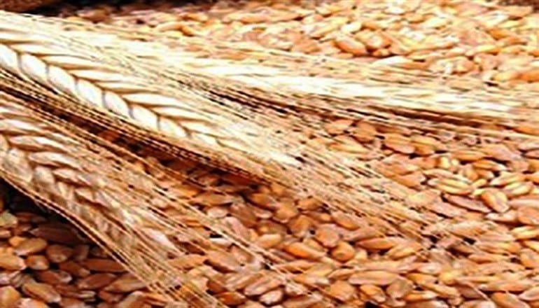 النظام يستورد 423 ألف طن قمح خلال العام 2018