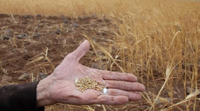 إحصاءات النظام: نحو ثلث السوريين يعانون من انعدام الأمن الغذائي
