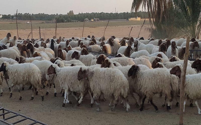 مواطنون: كنا نكتفي بشم رائحة اللحمة فهل سنحرم حتى من رؤيتها بعد تصديرها؟
