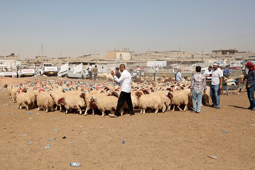 تجنباً لإنتاج اللحوم العشوائي..مسلخ بإشراف رقابي في دير الزور