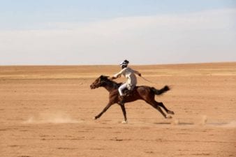 الخيول السورية الأصيلة تهريب وبيع بأبخس الأثمان للخارج